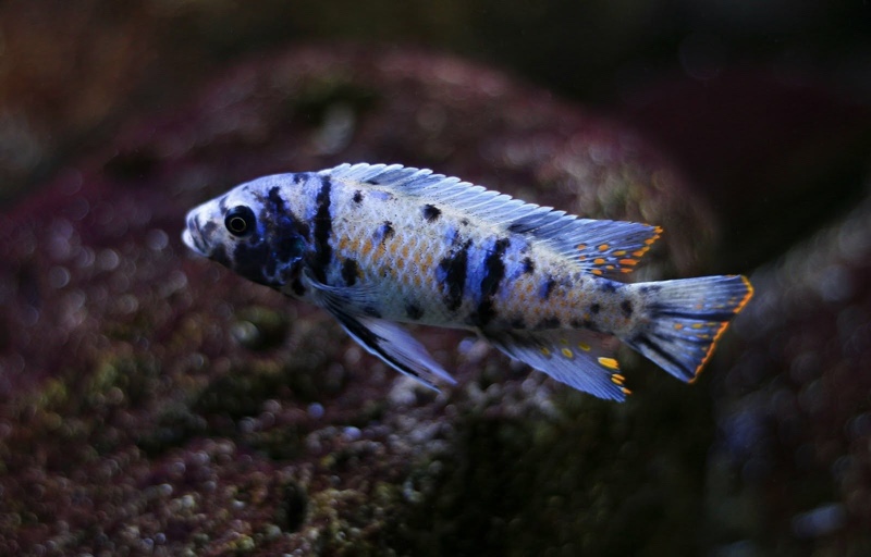 Maylandia tarakiki 'Mbamba Bay'